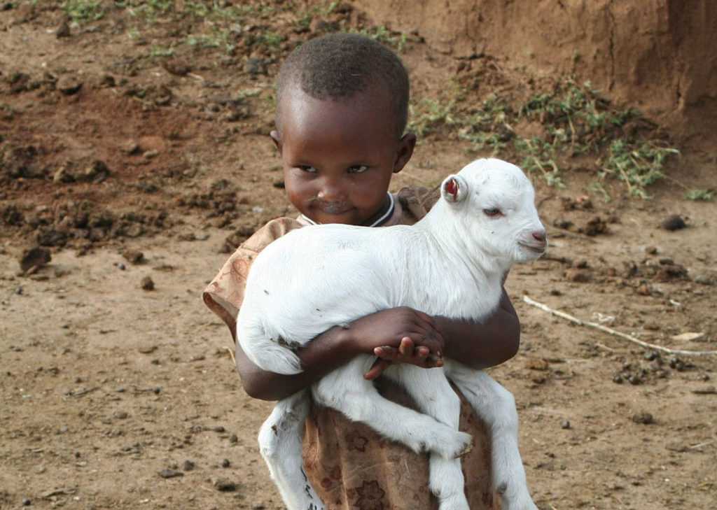 Ein kleines, etwa 4 Jahre altes Mädchen trägt ein weißes Lamm auf dem Arm.