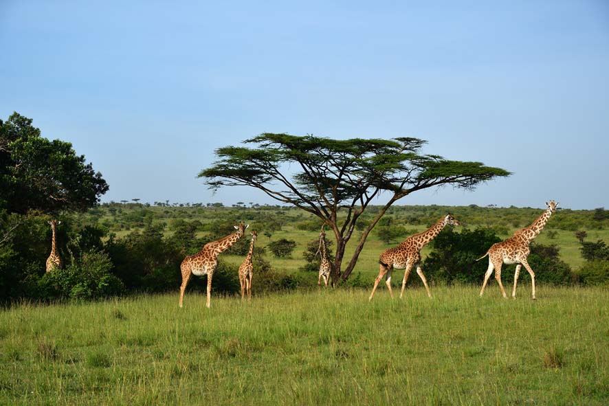Nationalpark Masai Mara mit Giraffen und einer Schirmakazie.
