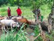 Zwei Massai stehen mit ihren Rindern vor einem Wasserloch. Durch das Wasser ist das Umland saftig grün.