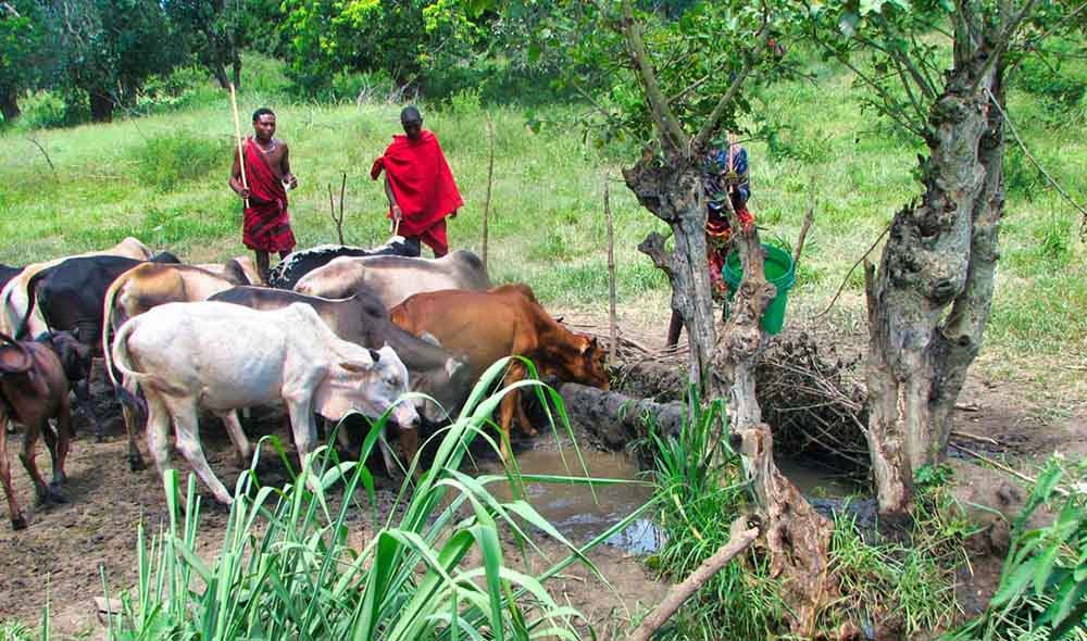 Zwei Massai stehen mit ihren Rindern vor einem Wasserloch. Durch das Wasser ist das Umland saftig grün.